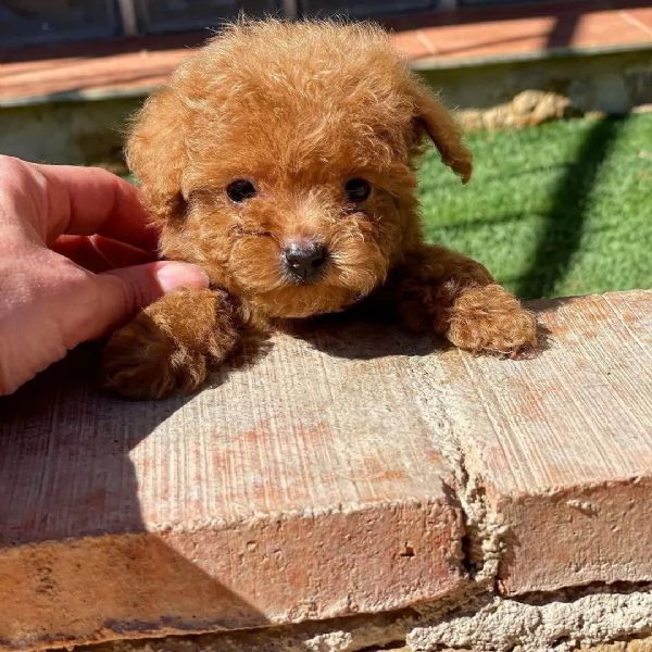 vendesi barboncino toy red maschio  | Foto 1