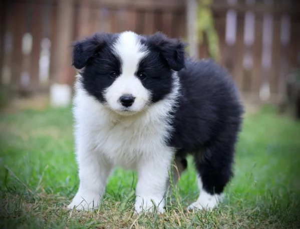 Border Collie cuccioli – Adotta un piccolo genio del mondo canino!!! | Foto 0