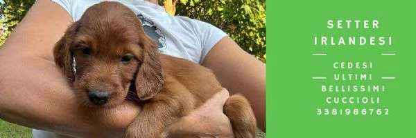 VENDO CUCCIOLI DI SETTER IRLANDESI 