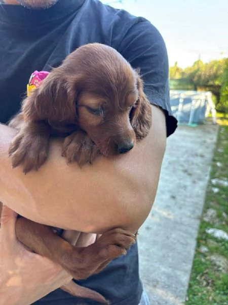VENDO CUCCIOLI DI SETTER IRLANDESI  | Foto 1