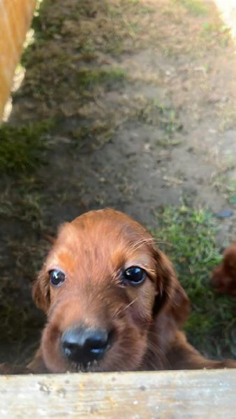 VENDO CUCCIOLI DI SETTER IRLANDESI  | Foto 0
