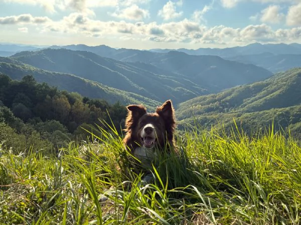 Border Collie in regalo | Foto 1