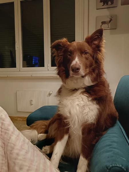 Border Collie in regalo | Foto 0