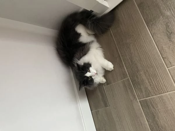 Gatto maschio norvegese