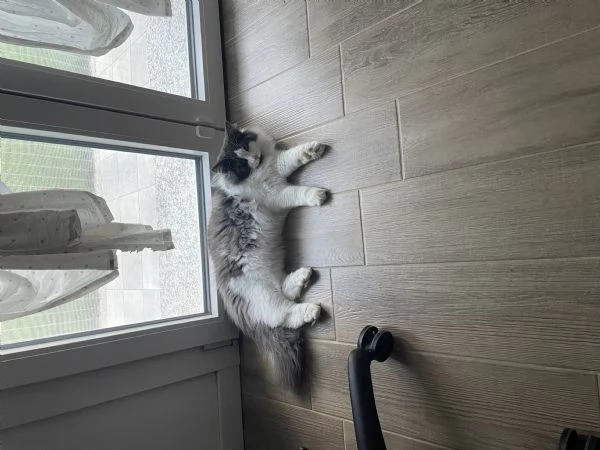 Gatto maschio norvegese | Foto 0