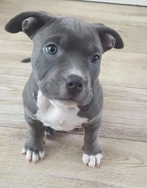 Cuccioli Di Pitbull  | Foto 1