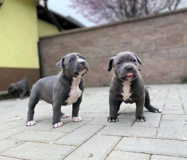 Cuccioli Di Pitbull  | Foto 0