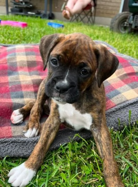 Boxers  (cuccioli maschio e femmina) | Foto 0