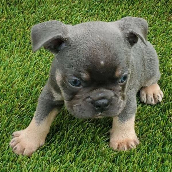 Bulldog Francese (cuccioli maschio e femmina)