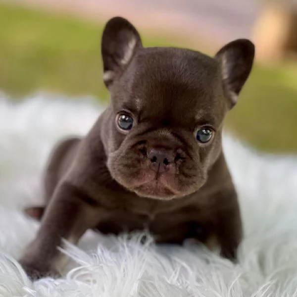 Bulldog Francese (cuccioli maschio e femmina) | Foto 0