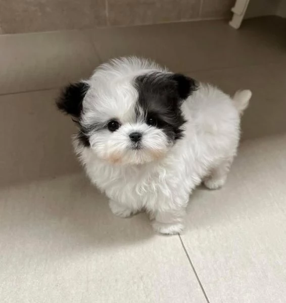  Shih Tzu Mini Toy (cuccioli maschio e femmina) | Foto 0