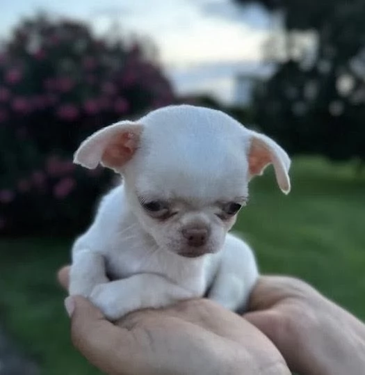 Chihuahua Toy (cuccioli maschio e femmina)
