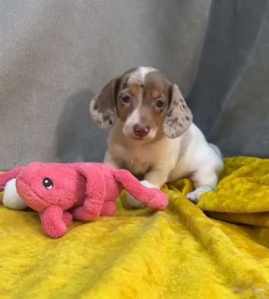 Bassotto nana (cuccioli maschio e femmina) | Foto 2