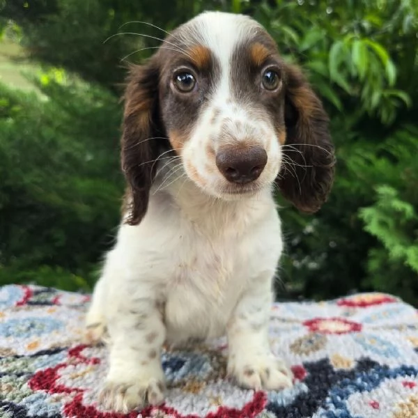 Bassotto nana (cuccioli maschio e femmina) | Foto 0