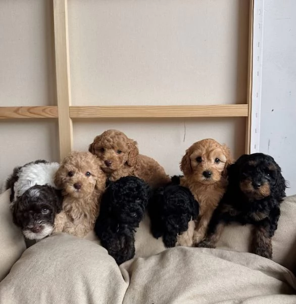 Pechinese  (cuccioli maschio e femmina)