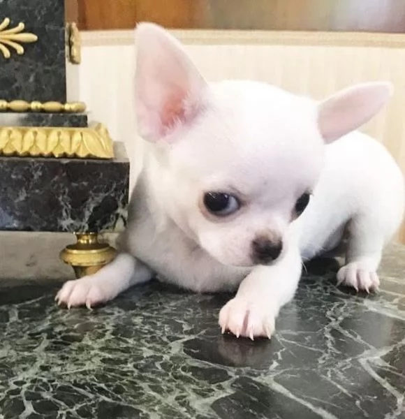 Chihuahua Toy (cuccioli maschio e femmina) | Foto 0