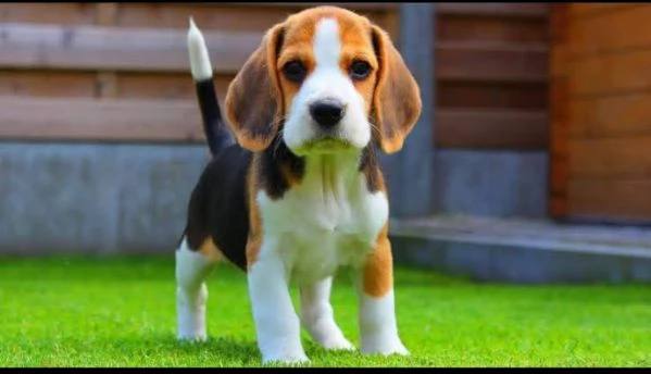 Beagle (cuccioli maschio e femmina)
