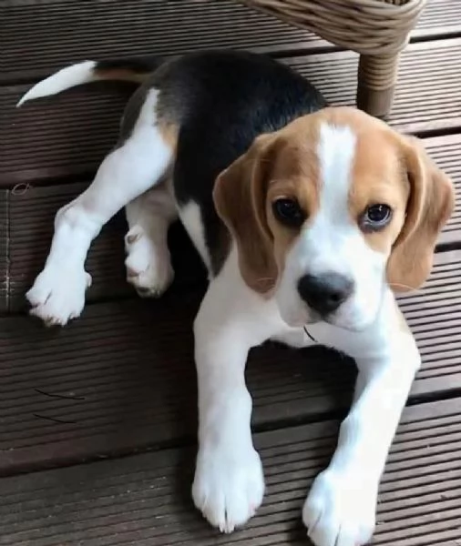 Beagle (cuccioli maschio e femmina) | Foto 0