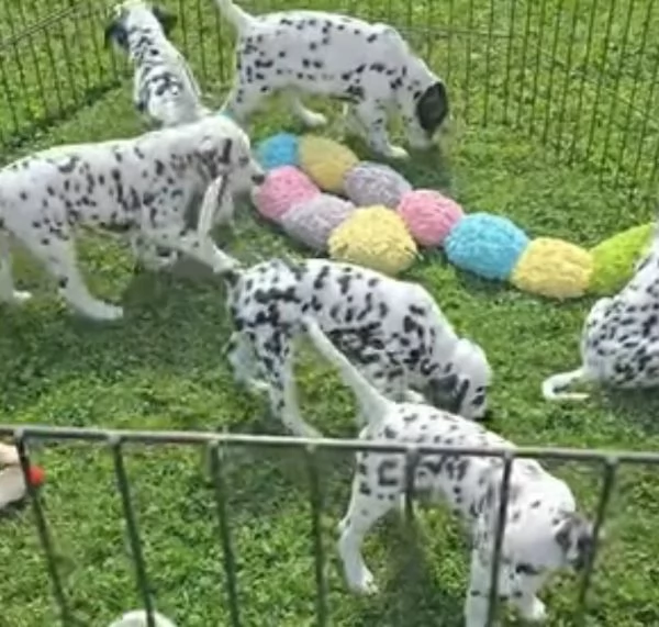 Dalmata (cuccioli maschio e femmina) | Foto 0