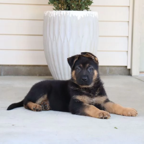 Pastors (cuccioli maschio e femmina)