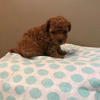 Barboncino Toy (cuccioli maschio e femmina) | Foto 0