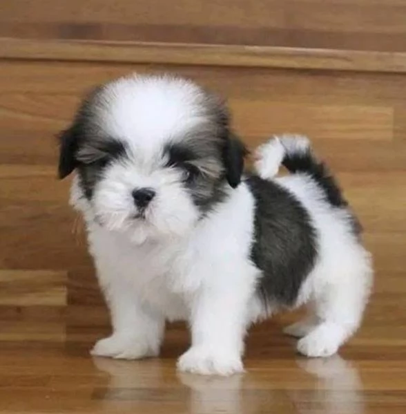  Shih Tzu Mini Toy (cuccioli maschio e femmina) | Foto 0
