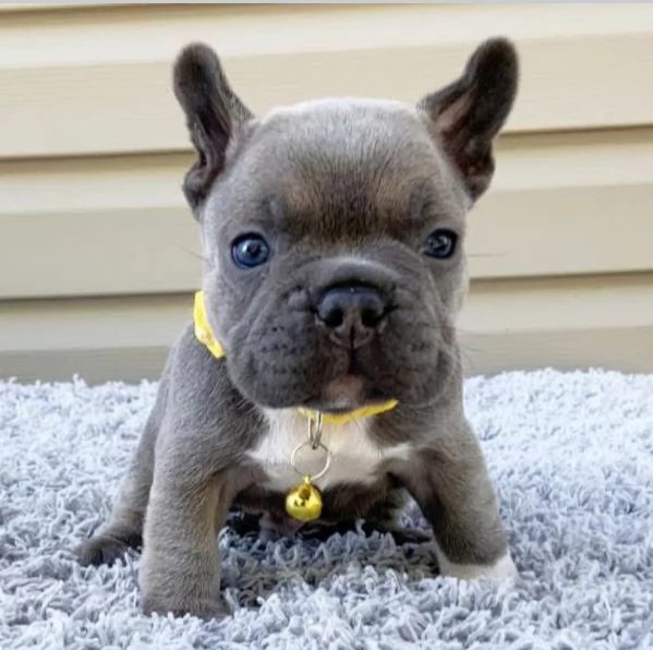 Bulldog Francese (cuccioli maschio e femmina) | Foto 0