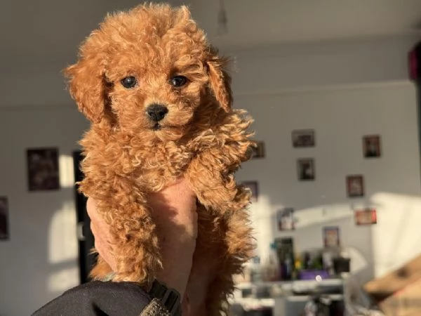  di un barboncino maschio e femmina | Foto 0