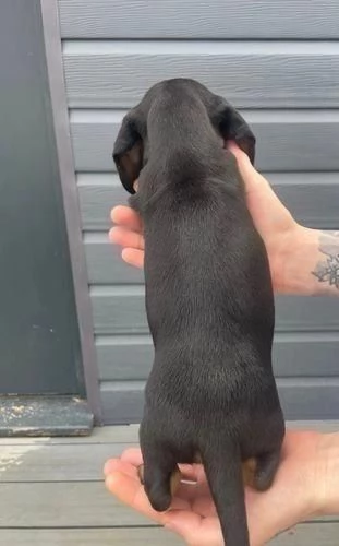  di un Bassotto maschio e femmina | Foto 2