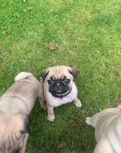  di un Carlino maschio e femmina | Foto 0