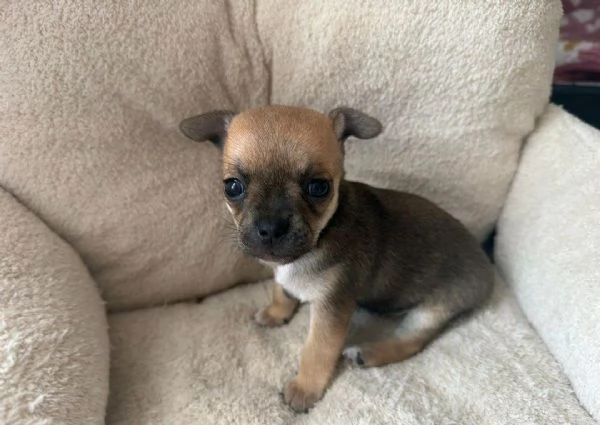  di un Chihuahua maschio e femmina | Foto 1