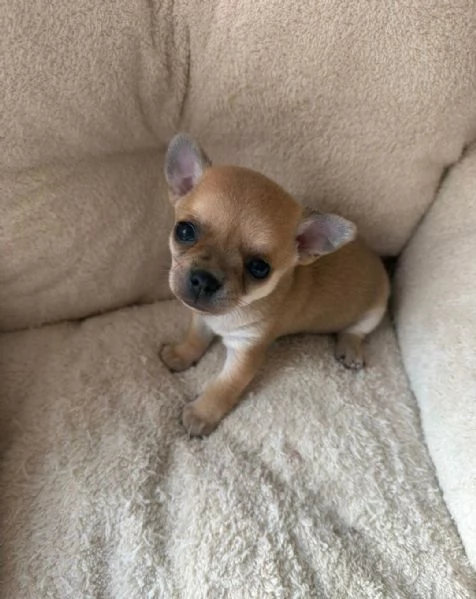  di un Chihuahua maschio e femmina | Foto 0