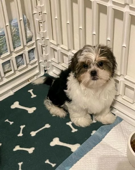  di un Shitzu e femmina | Foto 2