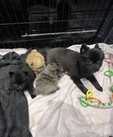 di un Volpino Pomerania maschio e femmina | Foto 2