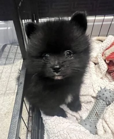  di un Volpino Pomerania maschio e femmina | Foto 1