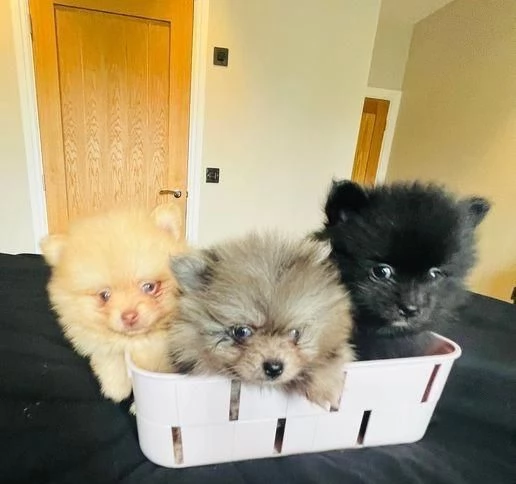  di un Volpino Pomerania maschio e femmina | Foto 0