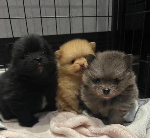  di un Volpino Pomerania maschio e femmina