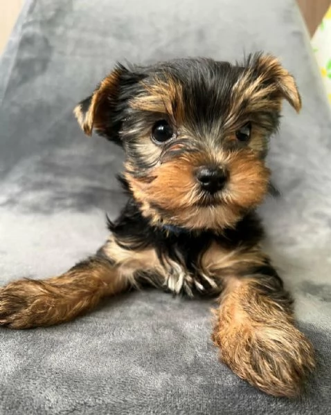  di un Yorkshire maschio e femmina | Foto 1