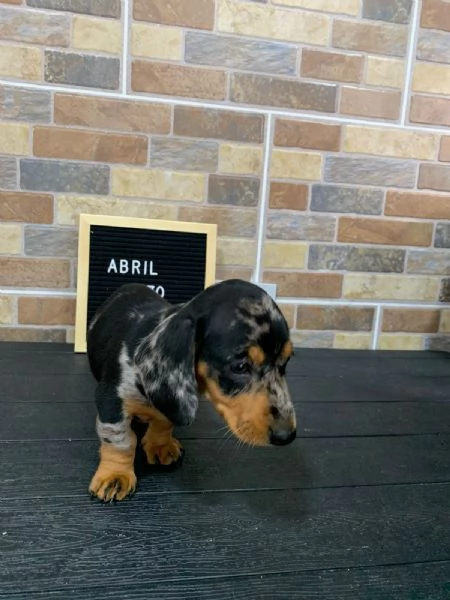 Regaliamo i nostri cuccioli di Bassotto, maschio e femmina | Foto 1