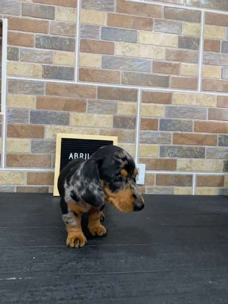 Regaliamo i nostri cuccioli di Bassotto, maschio e femmina | Foto 0