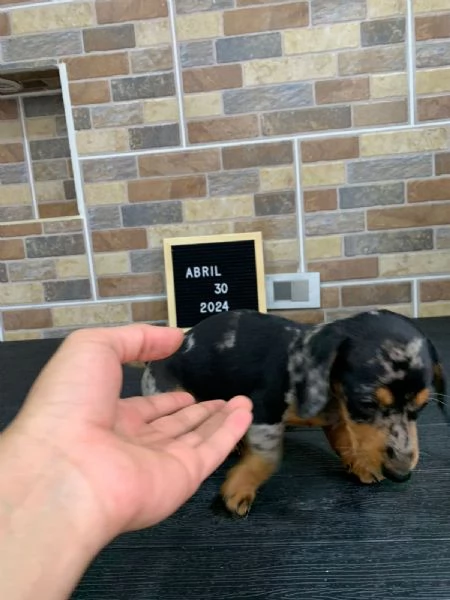 Regaliamo i nostri cuccioli di Bassotto, maschio e femmina