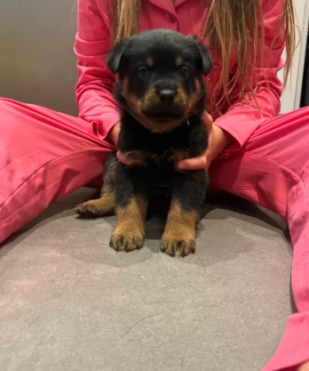 Stupendi cuccioli di Rottweiler