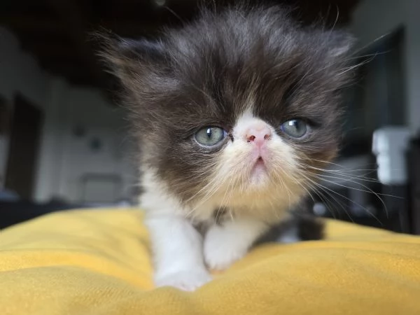 Gatto persiano  | Foto 2