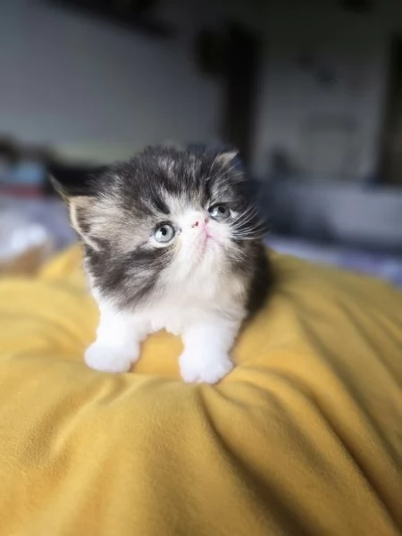 Gatto persiano  | Foto 1