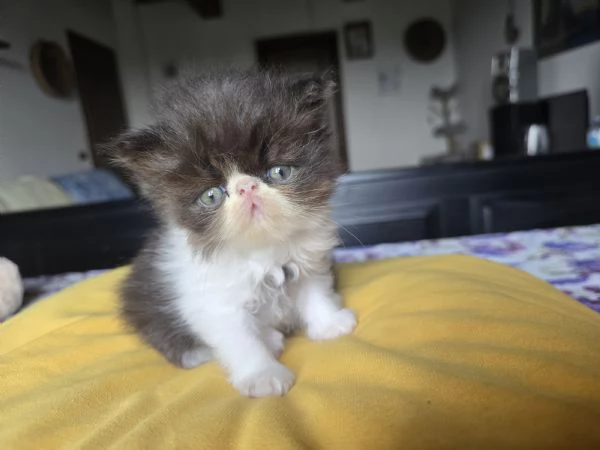 Gatto persiano  | Foto 0