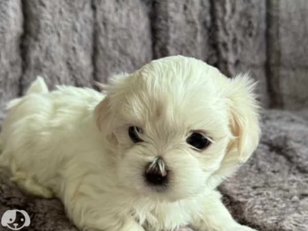 Cuccioli di maltese maschi e femmine | Foto 2