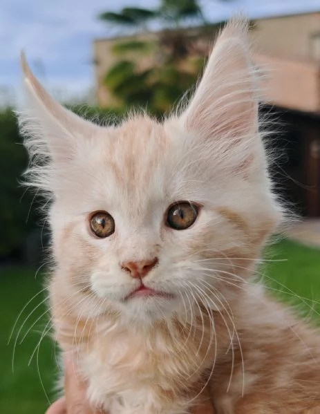 Cuccioli Maine Coon | Foto 2