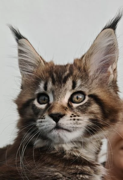 Cuccioli Maine Coon | Foto 1