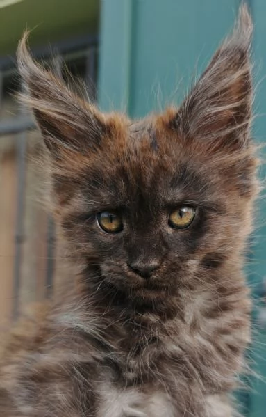 Cuccioli Maine Coon | Foto 0