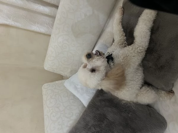 Vendo barboncino nano 2 anni 